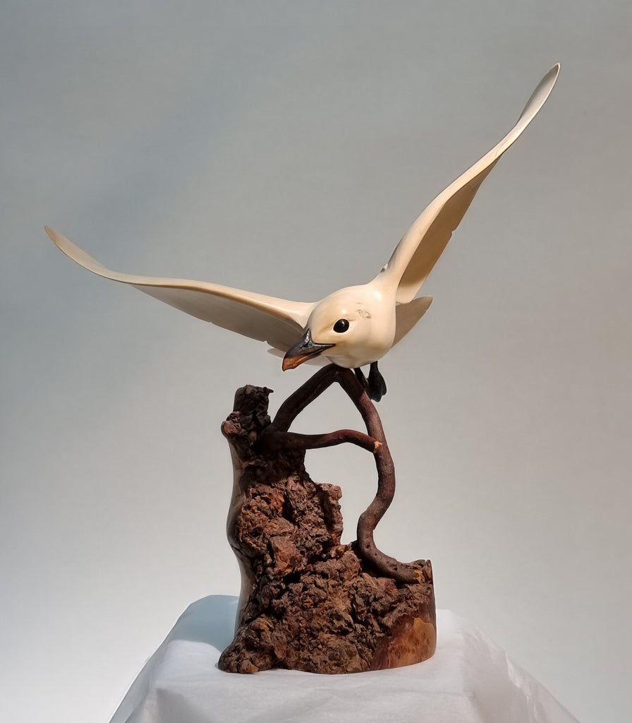Serenity - Ivory Gull