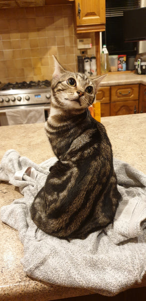 Indy's Paradise - Limited Edition Giclee Print