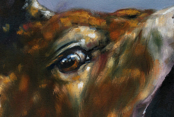 Dawn Call - Limited Edition Print A Portrait of a Highland Red Deer Stag