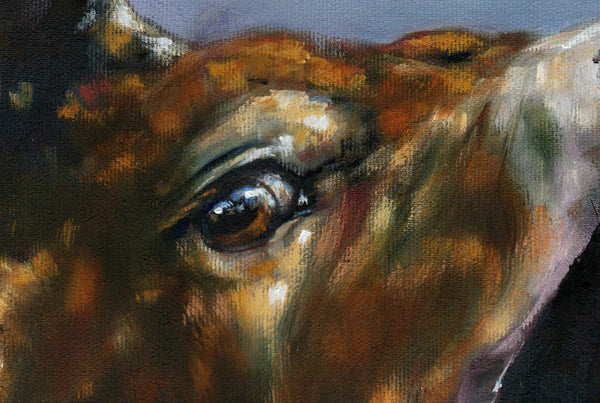 Dawn Call - A Portrait of a Highland Red Deer Stag