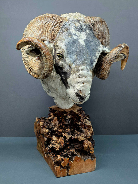 Scottish Blackface Ram - Raku Animal Sculpture