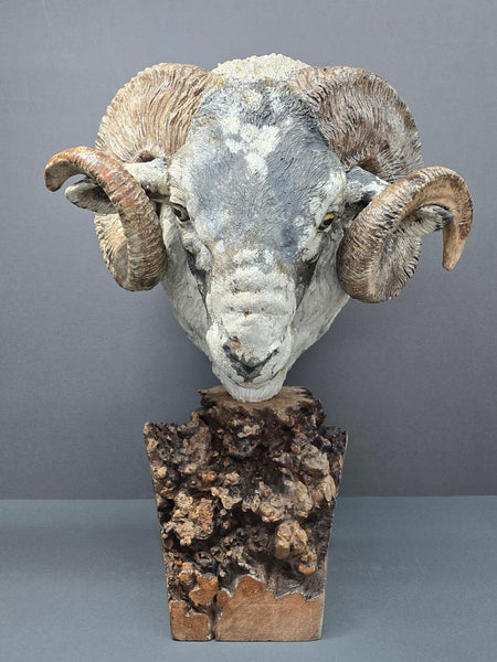 Scottish Blackface Ram - Raku Animal Sculpture