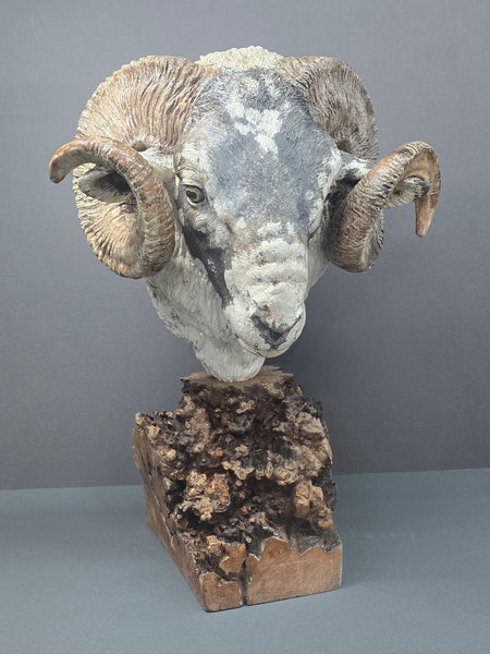 Scottish Blackface Ram - Raku Animal Sculpture