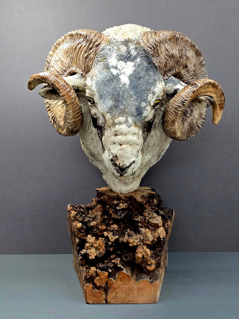 Scottish Blackface Ram - Raku Animal Sculpture