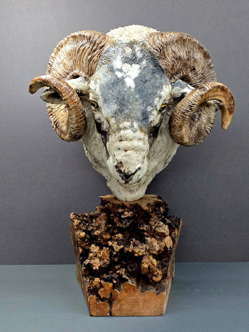 Scottish Blackface Ram - Raku Animal Sculpture