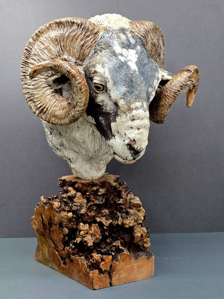 Scottish Blackface Ram - Raku Animal Sculpture
